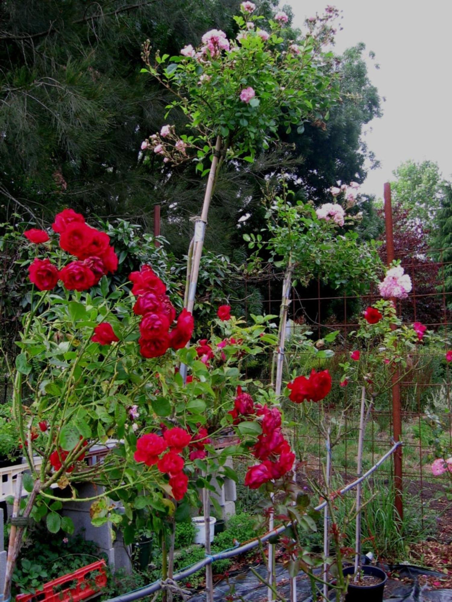 מיטאגונג Bowral Road Art Gallery Bed And Breakfast מראה חיצוני תמונה