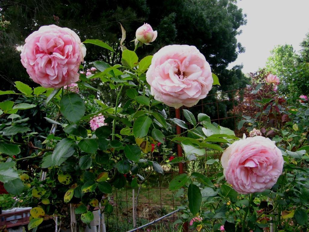 מיטאגונג Bowral Road Art Gallery Bed And Breakfast מראה חיצוני תמונה