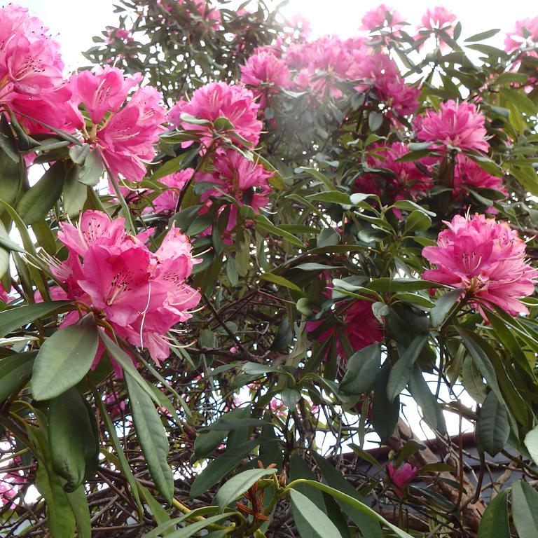 מיטאגונג Bowral Road Art Gallery Bed And Breakfast מראה חיצוני תמונה